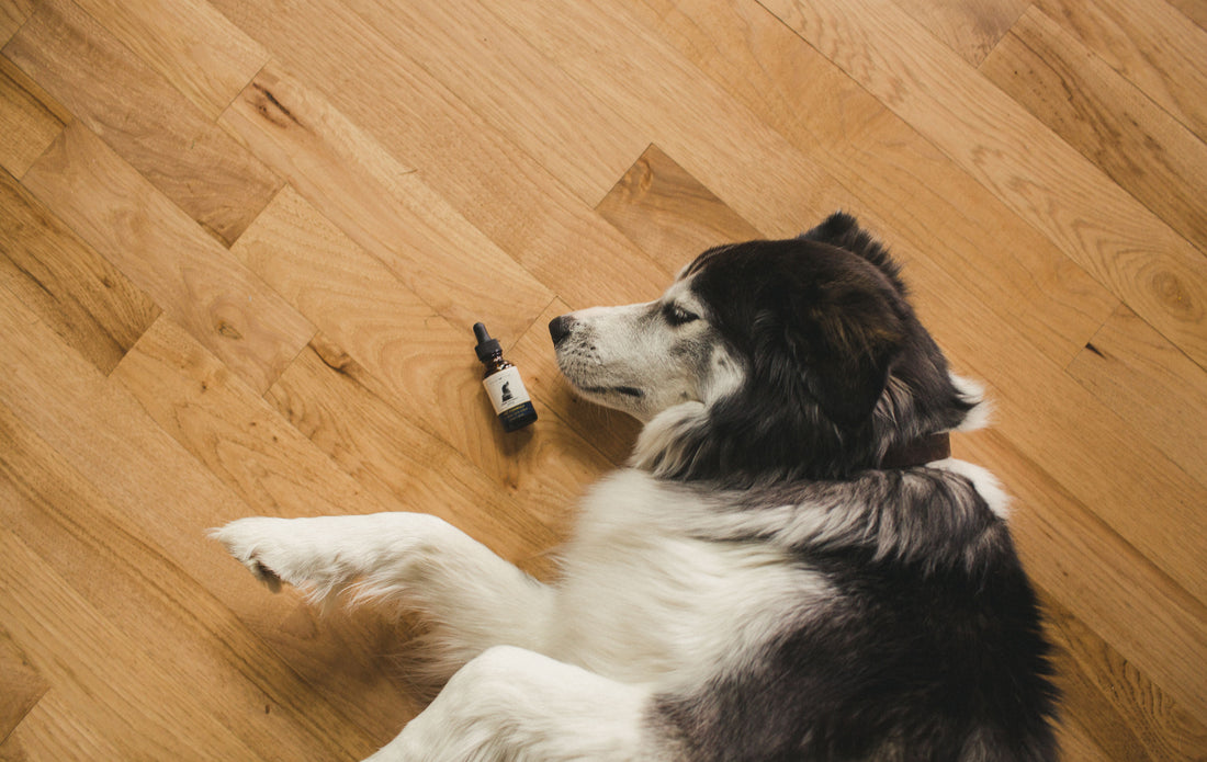 CBD FOR YOUR FURRY FRIENDS