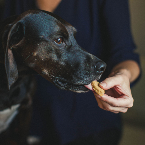 Lake Country Grower's CBD Infused Dog Treats | 2mg CBD per treat