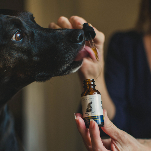 THC-Free Hemp Extract, Pet Formula – 500mg CBD